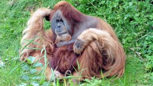 Auf Borneo gibt es bei Kuching ein Schutzzentrum für die gefährdeten Orang-Utans Auf Borneo gibt es bei Kuching ein Schutzzentrum für die gefährdeten Orang-Utans