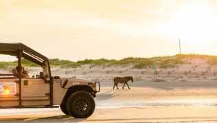 Im offenen Hummer auf der Suche nach Wildpferden: Auf den Outer Banks leben wilde Mustangs Im offenen Hummer auf der Suche nach Wildpferden: Auf den Outer Banks leben wilde Mustangs