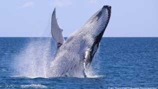Buckelwale ziehen von Juni bis November an der Küste Queenslands in Australien vorbei Buckelwale ziehen von Juni bis November an der Küste Queenslands in Australien vorbei