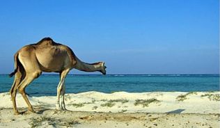In Süd-Ägypten werden an der Küste des Roten Meers Wüste und Strand eins##Foto: Wikimedia Commons, Klaus Polak In Süd-Ägypten werden an der Küste des Roten Meers Wüste und Strand eins werden.