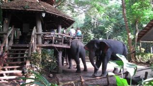 Besonders beliebt bei Reisenden sind Attraktionen mit Elefanten, etwa das Reiten auf den Tieren. Die Tiere haben daran jedoch keinen Spaß Besonders beliebt bei Reisenden sind Attraktionen mit Elefanten, etwa das Reiten auf den Tieren. Die Tiere haben daran jedoch keinen Spaß