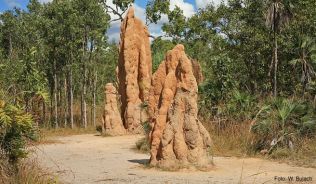 Termitenhügel im Litchfield-Nationalpark