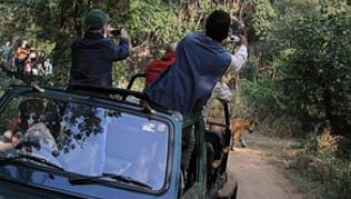 Fotojagd auf den Tiger: Nach langem Suchen, viel Geduld und etwas Glück kommt das Tier vor die Linse##Foto: Bernhard Krieger Fotojagd auf den Tiger: Nach langem Suchen, viel Geduld und etwas Glück kommt das Tier vor die Linse