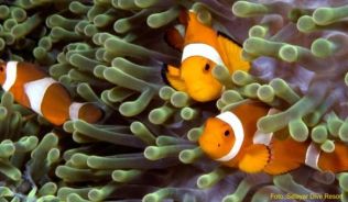 Auch Clownfische können Taucher vor der Südostküste Selajars beobachten ##Foto: Selayar Dive Resort Auch Clownfische können Taucher vor der Südostküste Selajars beobachten
