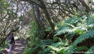 Im Fayal-Wald wandert man zwischen Farnen und Baumweiden##Foto: Manuel Meyer/dpa-tmn Im Fayal-Wald wandert man zwischen Farnen und Baumweiden