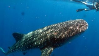 Vor der Küste Mexikos kommen Taucher und Schnorchler den riesigen Walhaien ziemlich nahe - manchmal zu nahe, meinen Umweltschützer##Foto: Ch'ooj Ajauil AC/Rafael de la Parra Vor der Küste Mexikos kommen Taucher und Schnorchler den riesigen Walhaien ziemlich nahe - manchmal zu nahe, meinen Umweltschützer