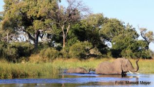 Im schier endlosen Labyrinth aus kleinen Inseln, Lagunen und Feuchtgebieten des Okavango-Deltas begegnet man Elefanten garantiert##Foto: Manuel Meyer Im schier endlosen Labyrinth aus kleinen Inseln, Lagunen und Feuchtgebieten des Okavango-Deltas begegnet man Elefanten garantiert