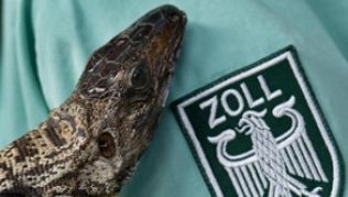 Ausgestopfte artgeschützte Teju-Echse: Verstoßen Touristen gegen Zollvorschriften, wird aus der vermeintlich schönen Urlaubserinnerung schnell ein teurer Denkzettel##Foto: Boris Roessler Ausgestopfte artgeschützte Teju-Echse: Verstoßen Touristen gegen Zollvorschriften, wird aus der vermeintlich schönen Urlaubserinnerung schnell ein teurer Denkzettel