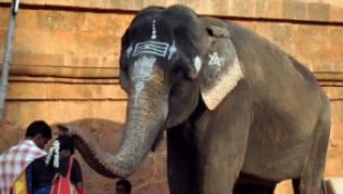 Der Elefant am Brihadeshvara-Tempel in Thanjavur segnet die Menschen, die etwas spenden.##Foto: Rettig/dpa Der Elefant am Brihadeshvara-Tempel in Thanjavur segnet die Menschen, die etwas spenden.