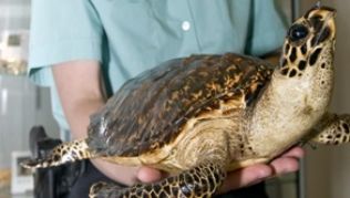 Schildkröte im Gepäck? Exotische Tiere aus dem Ausland dürfen nicht ohne Genehmigung nach Deutschland eingeführt werden##Foto: Jens Schierenbeck Schildkröte im Gepäck? Exotische Tiere aus dem Ausland dürfen nicht ohne Genehmigung nach Deutschland eingeführt werden
