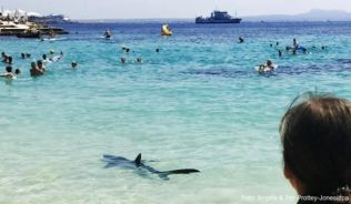 Drei Hai-Sichtungen haben vor der Südwestküste von Mallorca Badegäste in Angst und Schrecken versetzt##Foto: Angela & Tim Prottey-Jones/dpa Drei Hai-Sichtungen haben vor der Südwestküste von Mallorca Badegäste in Angst und Schrecken versetzt