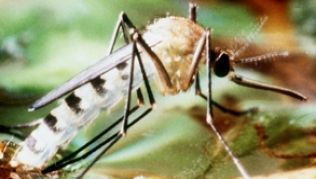 Die Tigermücke zählt zu den Überträgern des Dengue-Fiebers. Ein guter Mückenschutz und helle Kleidung können vor der Infektion schützen.##Foto: Stephan Jansen Die Tigermücke zählt zu den Überträgern des Dengue-Fiebers. Ein guter Mückenschutz und helle Kleidung können vor der Infektion schützen.