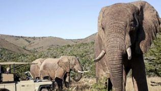 Im Isimangaliso Wetland Park sind heute Elefanten, Büffel, Zebras, Wasserböcke und Kudu-Antilopen heimisch.##(Foto: South African Tourism/dpa/tmn) Im Isimangaliso Wetland Park sind heute Elefanten, Büffel, Zebras, Wasserböcke und Kudu-Antilopen heimisch.