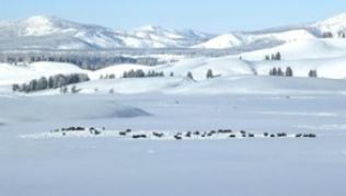 Der Yellowstone-Park rettete die Bisons