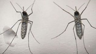 Die Mücke »Aedes aegypti« ist Überträger des Zika-Virus.##Foto: Oscar Rivera / dpa Die Mücke »Aedes aegypti« ist Überträger des Zika-Virus.
