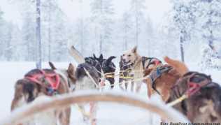 In der schwedischen Skiregion Sälen in Dalarna können Gäste statt mit einem Transferbus im Hundeschlitten zum Hotel fahren. In der schwedischen Skiregion Sälen in Dalarna können Gäste statt mit einem Transferbus im Hundeschlitten zum Hotel fahren.