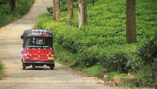Die luftigen Tropen-Taxis mit ihren tollkühnen Piloten knattern überall über die Insel Sri Lanka Die luftigen Tropen-Taxis mit ihren tollkühnen Piloten knattern überall über die Insel Sri Lanka