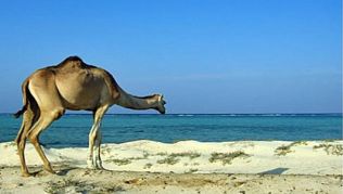 In Süd-Ägypten werden an der Küste des Roten Meers Wüste und Strand eins##Foto: Wikimedia Commons, Klaus Polak In Süd-Ägypten werden an der Küste des Roten Meers Wüste und Strand eins werden.