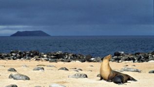 Die Galapagosinseln in Ecuador sind wahre Tierparadiese##Foto: Flickr.com, Derek Keats Die Galapagosinseln in Ecuador sind wahre Tierparadiese