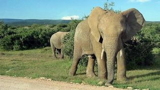 Im Safariland Südafrika die Big Five hautnah erleben##Foto: Flickr.com, Alexander Fiebrandt Im Safariland Südafrika die Big Five hautnah erleben