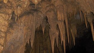 Auf Humboldts Spuren die Tropfsteinhöhle Cueva del Guacharo in Venezuela entdecken##Foto: Wikimedia Commons, Tigerfenix Auf Humboldts Spuren die Tropfsteinhöhle Cueva del Guacharo in Venezuela entdecken
