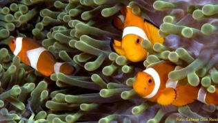 Auch Clownfische können Taucher vor der Südostküste Selajars beobachten ##Foto: Selayar Dive Resort Auch Clownfische können Taucher vor der Südostküste Selajars beobachten