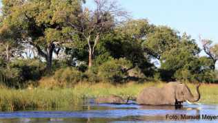 Im schier endlosen Labyrinth aus kleinen Inseln, Lagunen und Feuchtgebieten des Okavango-Deltas begegnet man Elefanten garantiert##Foto: Manuel Meyer Im schier endlosen Labyrinth aus kleinen Inseln, Lagunen und Feuchtgebieten des Okavango-Deltas begegnet man Elefanten garantiert