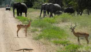 Elefanten, Antilopen und Echsen: Sambia lockt vor allem mit seinen Wildtieren. ##Foto: Simone A. Mayer/dpa Elefanten, Antilopen und Echsen: Sambia lockt vor allem mit seinen Wildtieren