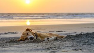 Der Vierbeiner kann sich im Urlaub am Strand erholen oder eine Massage im Hotel genießen Der Vierbeiner kann sich im Urlaub am Strand erholen oder eine Massage im Hotel genießen