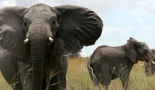 Große Elefantenherden wandern durch das neue, länderübergreifende Naturschutzgebiet Kavango Zambezi Transfrontier Park (KaZa) - ein Touristenmagnet.##Foto: WWF/Thomas Macholz Nahe des Fähranlegers Central auf Hongkong Island befindet sich eine weitere Touristen-Tradition: Die Bergbahn »Peak Tram« fährt hinauf zum Victoria Peak.