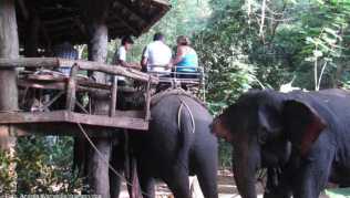 Besonders beliebt bei Thailand-Reisenden sind Attraktionen mit Elefanten, etwa das Reiten auf den Tieren. Die Tiere haben daran jedoch keinen Spaß Besonders beliebt bei Thailand-Reisenden sind Attraktionen mit Elefanten, etwa das Reiten auf den Tieren. Die Tiere haben daran jedoch keinen Spaß