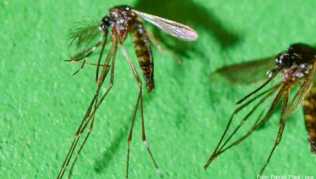 In Spanien sind die ersten Fälle einer Infektion mit dem Chikungunya-Virus im eigenen Land registriert worden. Übertragen wird der Virus von der Asiatische Tigermücke In Spanien sind die ersten Fälle einer Infektion mit dem Chikungunya-Virus im eigenen Land registriert worden. Übertragen wird der Virus von der Asiatische Tigermücke