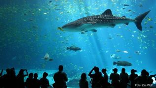 Riesige Walhaie können im Georgia Aquarium in Atlanta bestaunt werden Riesige Walhaie können im Georgia Aquarium in Atlanta bestaunt werden