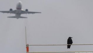 Vogelschläge im Luftraum können zu schweren Flugunfällen führen. Auf vielen Flughäfen wird daher versucht, die Vögel zu verscheuchen Vogelschläge im Luftraum können zu schweren Flugunfällen führen. Auf vielen Flughäfen wird daher versucht, die Vögel zu verscheuchen