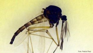 Die Culex-Mücke kann das West-Nil-Virus übertragen Die Culex-Mücke kann das West-Nil-Virus übertragen