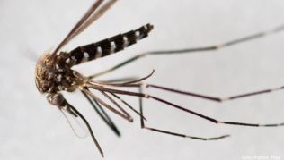 Die Asiatische Buschmücke (lat. Ochlerotatus japonicus) gilt als Überträger des West-Nil-Fiebers. Das Centrum für Reisemedizin rät, sich mit einem DEET-Mittel vor den Mücken zu schützen Die Asiatische Buschmücke (lat. Ochlerotatus japonicus) gilt als Überträger des West-Nil-Fiebers. Das Centrum für Reisemedizin rät, sich mit einem DEET-Mittel vor den Mücken zu schützen