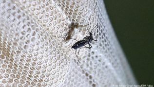 Der Zika-Virus wird von Mücken übertragen Der Zika-Virus wird von Mücken übertragen