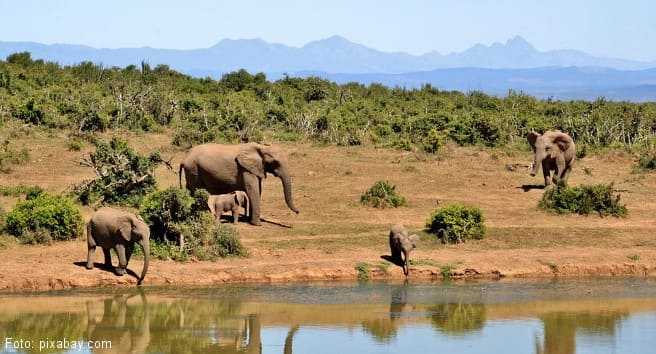 REISE & PREISE weitere Infos zu Kleinanzeigen - Vermietungen / Afrika