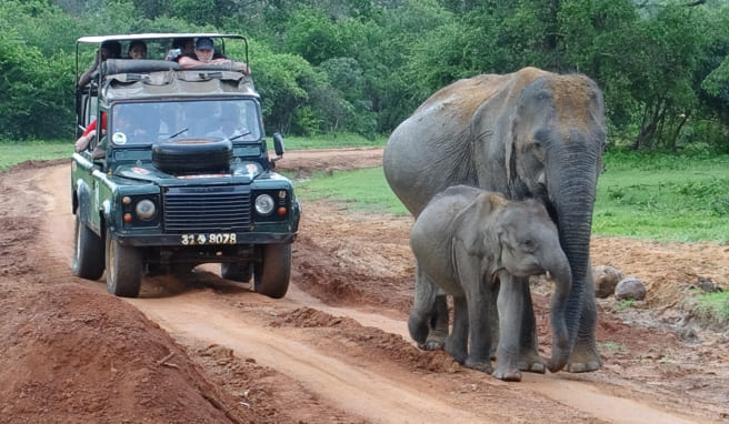 Yala Elefanten mit Jeep