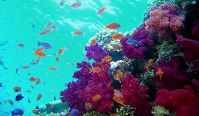 Trauminseln mit bunter Unterwasserwelt auf den Fidschi-Inseln in der Südsee