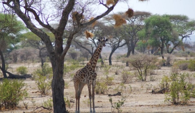 Eine Giraffe sucht Schatten in der Mittagshitze.