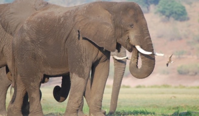 Elefantenherde im Caprivi-Zipfel.