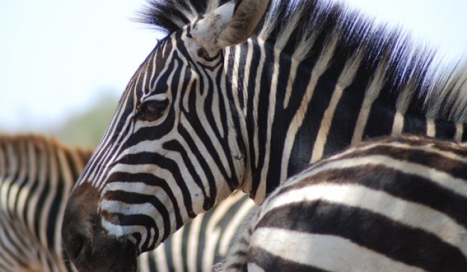 Is the Zebra black or white?