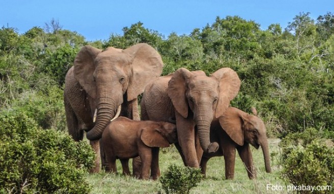 Afrika  Die beste Reisezeit für alle Länder Afrikas