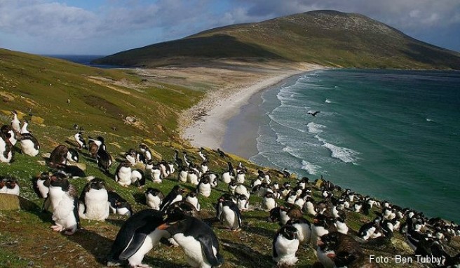 Falklandinseln: Beste Reisezeit