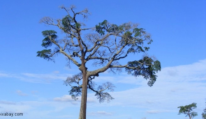 Kamerun Beste Reisezeit&nbsp;Kamerun