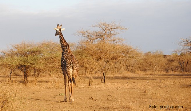  Kenia  Beste Reisezeit Kenia