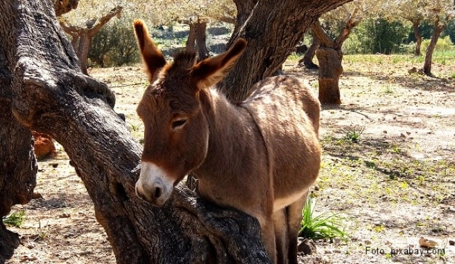 Mallorca Beste Reisezeit Mallorca