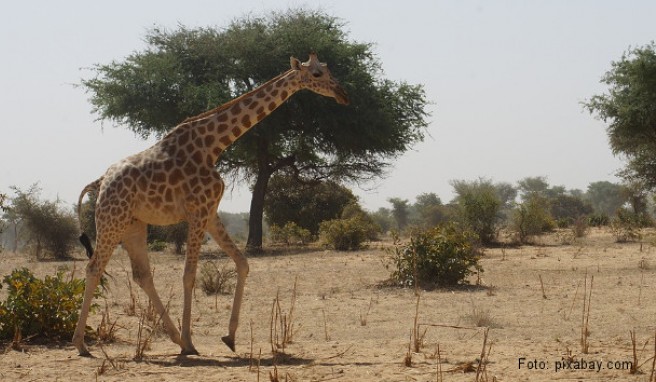 REISE & PREISE weitere Infos zu Niger: Beste Reisezeit