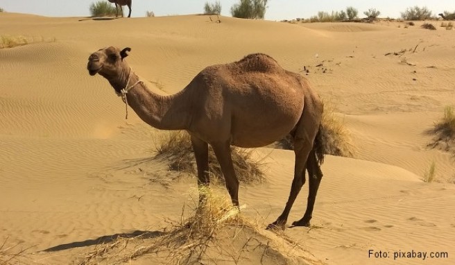 REISE & PREISE weitere Infos zu Turkmenistan: Beste Reisezeit